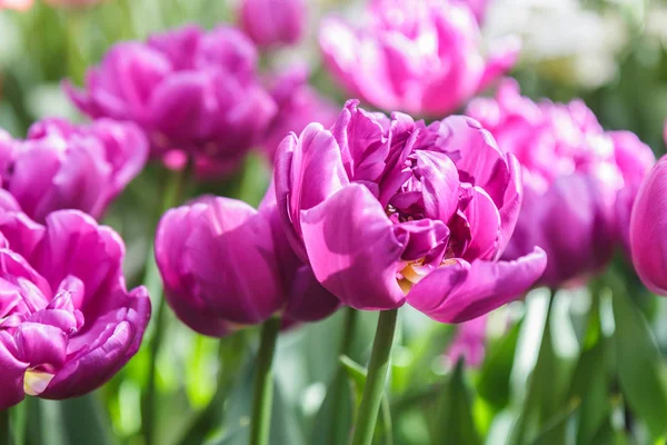 花坛与粉红色郁金香 （郁金香） 在春天的时候 免版税图库图片