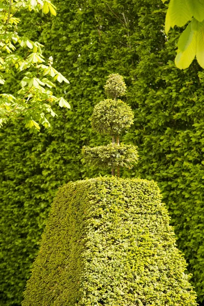 Grön buske i trädgården för inredning, natur — Stockfoto