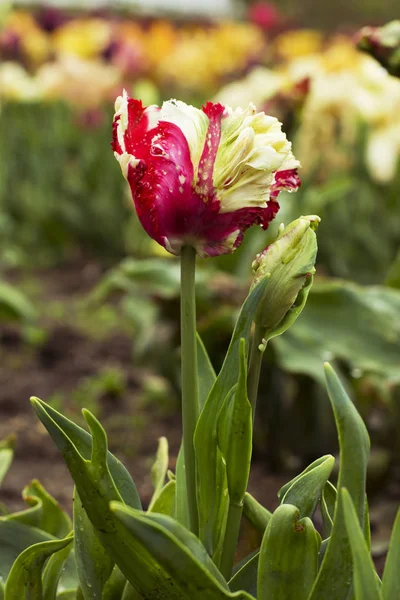 红色郁金香 （郁金香） 在春天的时候的花坛 图库照片
