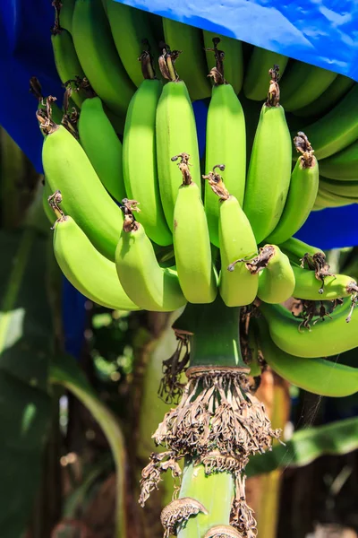 Een bananenplantage in Cyprus — Stockfoto