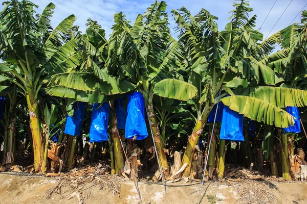 Банан плантації на Кіпрі Стокове Фото