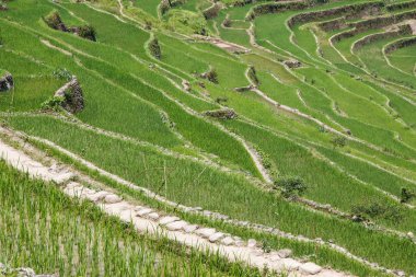 Batad pirinç alan Teras Ifugao il, Banaue, Filipinler