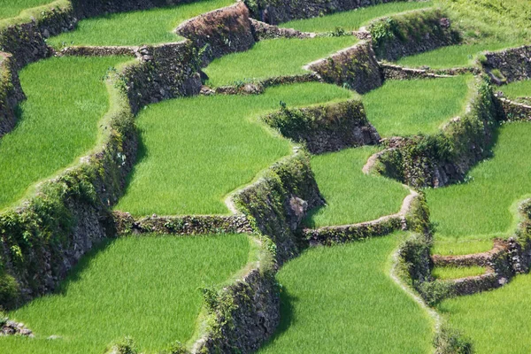 Batad rice field terraces in Ifugao province, Banaue, Philippines — Stock Photo, Image