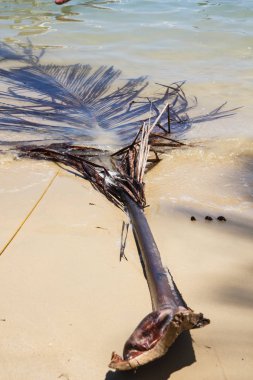 Palmiye yaprağı suyu, San Vicente, Palawan Adası, Filipinler.