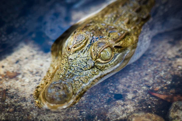 Detailní záběr oka krokodýl. — Stock fotografie