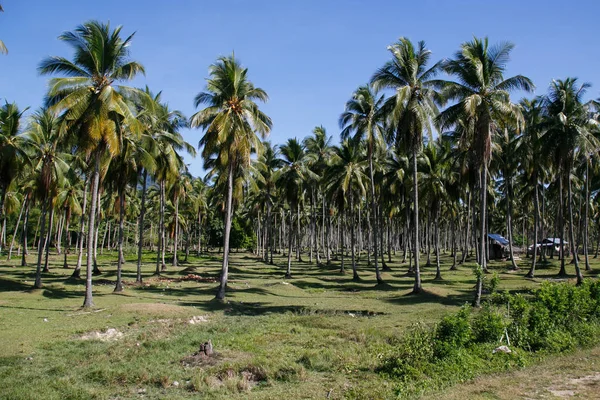 Plantação de coco, Coron, ilha de Busuanga, província de Palawan, Filipinas — Fotografia de Stock