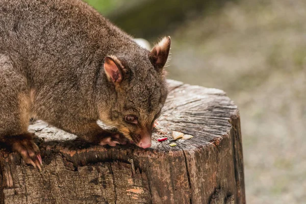 Close up of Possume in a tree — Stock Photo, Image