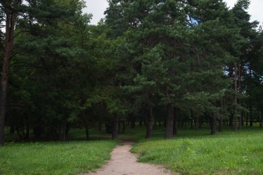 Bahar yeşil orman yol