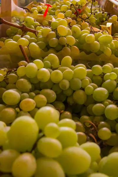 Ramo de uvas verdes maduras y jugosas —  Fotos de Stock