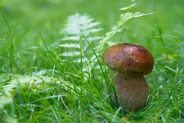 Маленький гриб на лузі — стокове фото