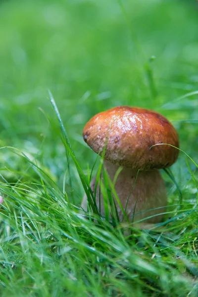 Маленький гриб на лузі — стокове фото