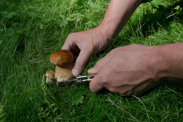 Маленький гриб порізає чоловіка — стокове фото