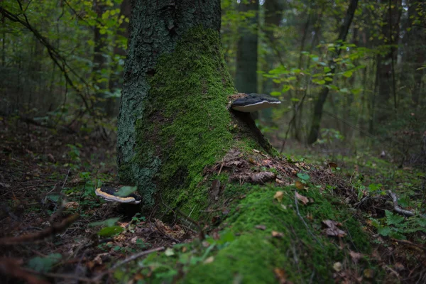 Лесной гриб на короне дерева — стоковое фото