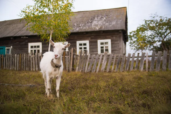 Белая коза на фоне деревенского дома ест траву — стоковое фото