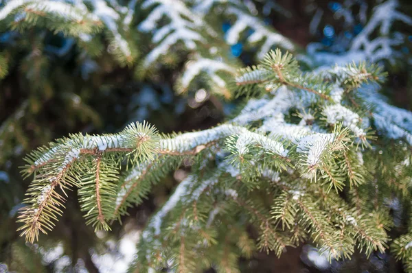 Branche de sapin dans la neige — Photo