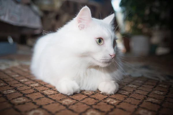 Race de chat blanc angora persan — Photo