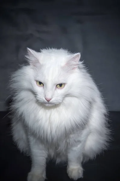 Raza gato blanco angora persa — Foto de Stock