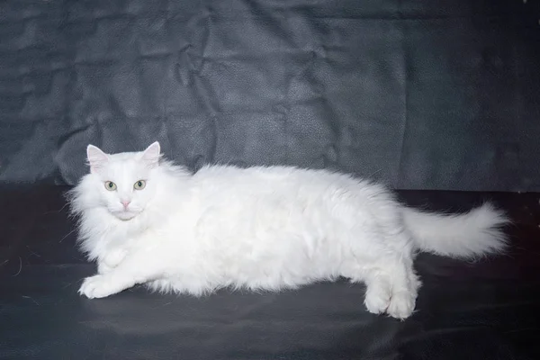 White cat breed Persian angora — Stock Photo, Image