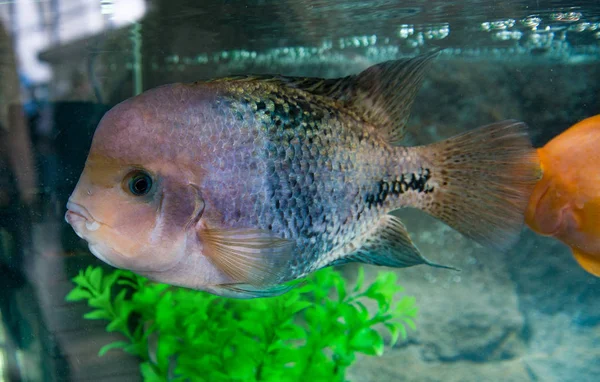 Cichlasoma rainbow or Vieja synspilum Cichlasoma sensillum is a aquarium fish — Stock Photo, Image