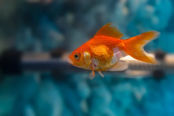 Pesce d'oro isolato su sfondo blu — Foto Stock