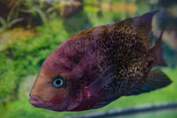 Belo aquário peixe astronotusa — Fotografia de Stock