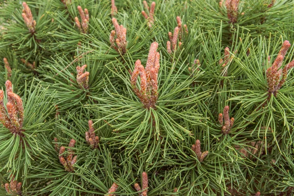 Brotes de pino —  Fotos de Stock