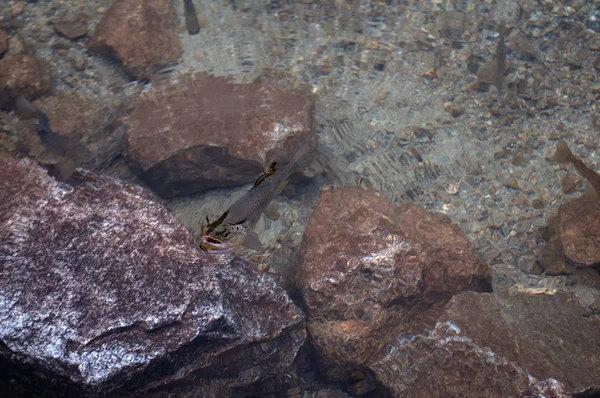 speckled trout in the pure mountain lake in high Tatras Morsko oko Poland