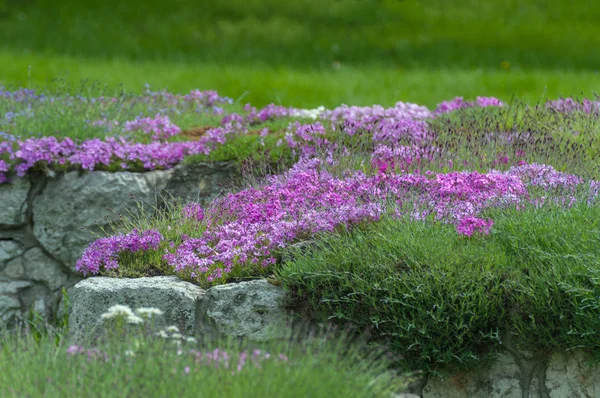 ランドス ケープ デザインの紫のフロックスの花 — ストック写真