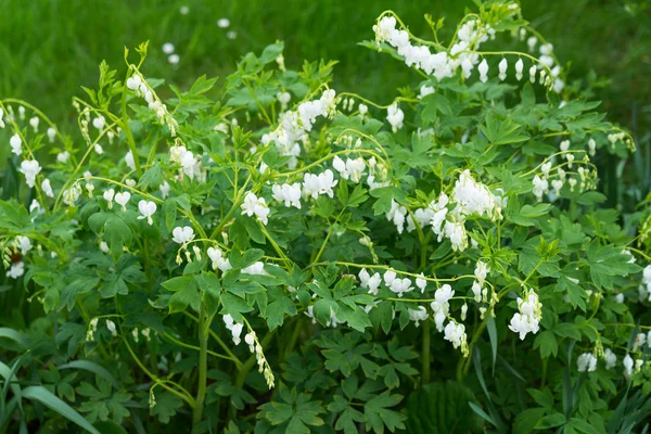 Branco sangramento coração flores dicentra spectabilis no jardim primavera — Fotografia de Stock