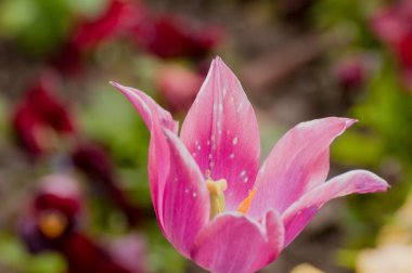 arka plan bulanık bahar 2017 ile Pembe lale