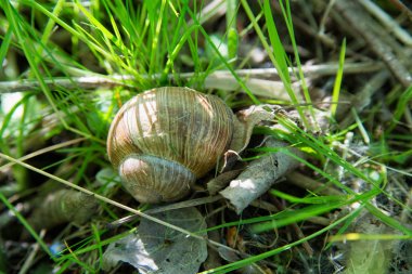 Üzüm salyangoz yakın çekim Helix pomatia yeşil çim