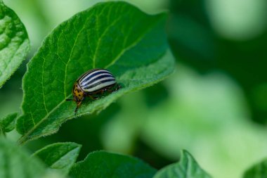 böcek Colorado böceği