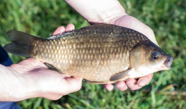 Bir balıkçı tarafından yakalanan büyük balık