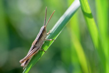 Çekirge çimenlerin üzerinde kapat