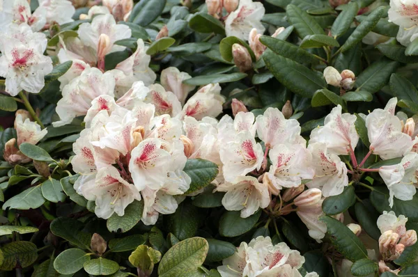 Flores blancas Rhododendron azalea flores — Foto de Stock