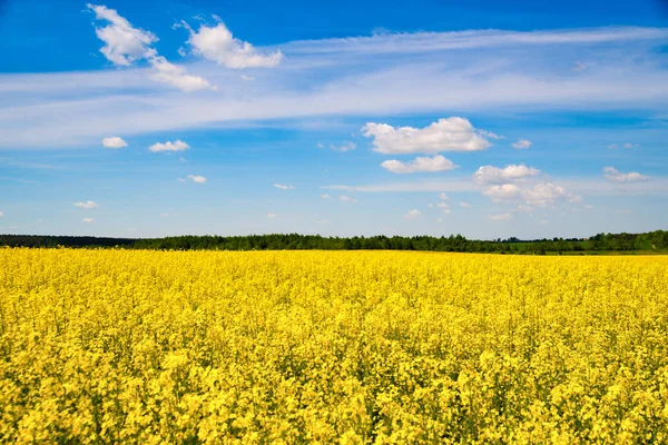 Rapsfeld im Juni 2017 — Stockfoto