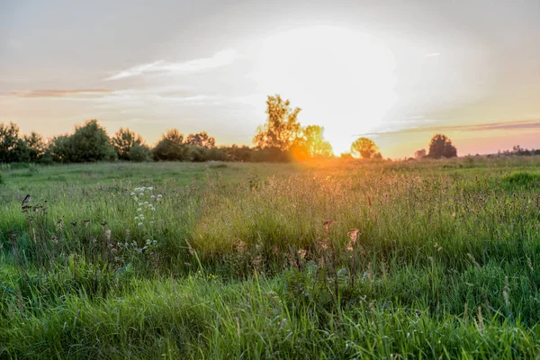 Puesta de sol sobre campo verde — Foto de Stock