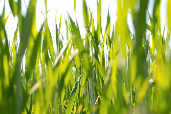 Natuurlijke uit het groene gras — Stockfoto