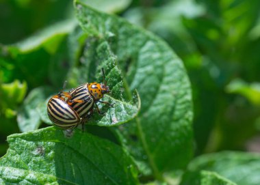 böcek Colorado böceği
