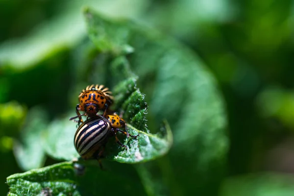 Insecte doryphore — Photo