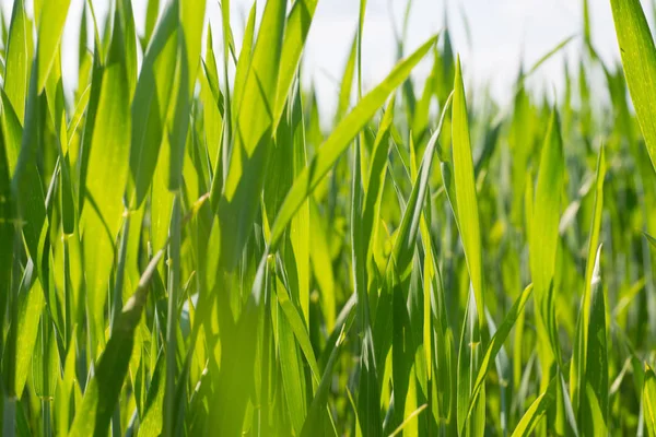 Natuurlijke uit het groene gras — Stockfoto