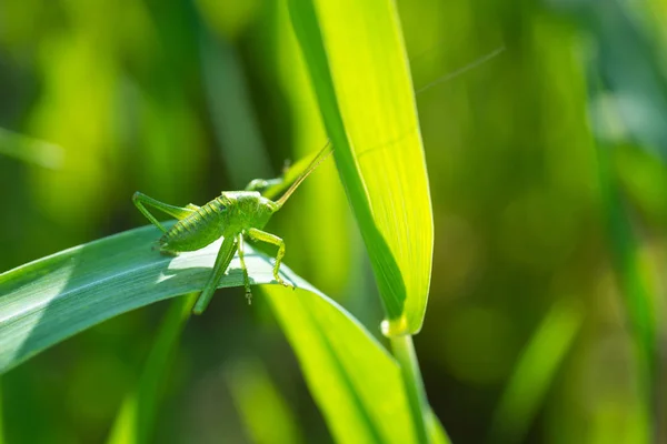 Grasshopper on grass close up — Stock Photo, Image