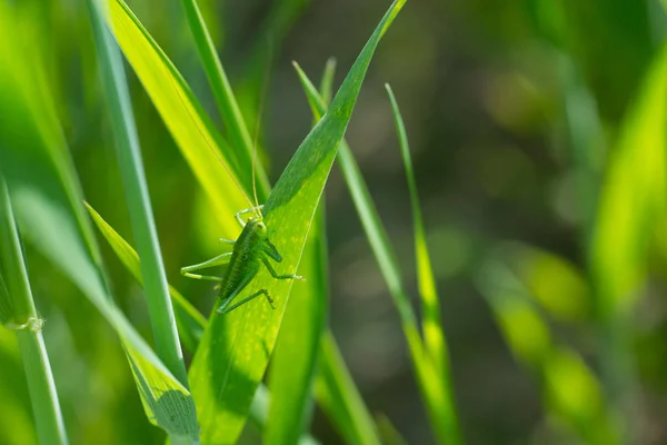 Sauterelle sur herbe gros plan — Photo