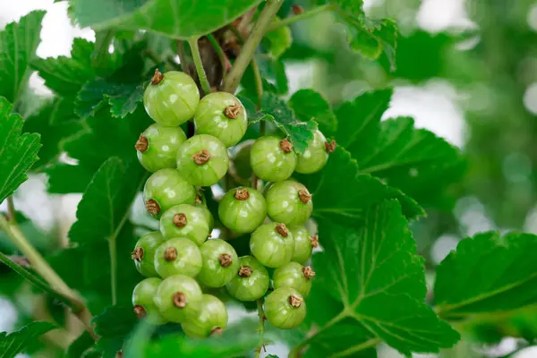 Green gooseberries on the branch — Stock Photo, Image