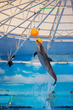 Yunus olarak dolphinariums yüksek atlama topu için