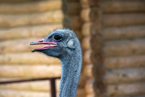 Avestruz cabeça de pássaro e pescoço close-up — Fotografia de Stock
