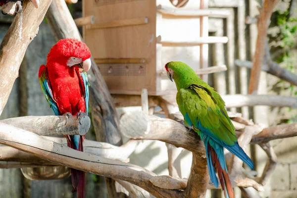 Renkli macaws, bir dal üzerinde oturan bir çift