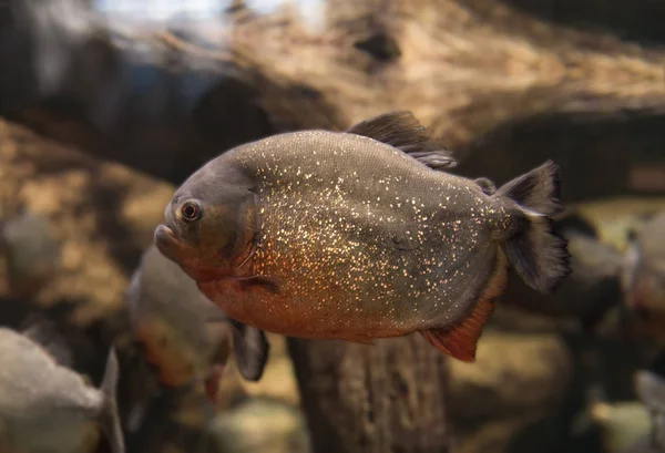 Piranha, Serrasalmus bat Natterer, viande de poisson — Photo