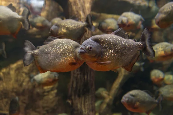 Piranha, morcego Serrasalmus Natterer, carne que come peixe — Fotografia de Stock