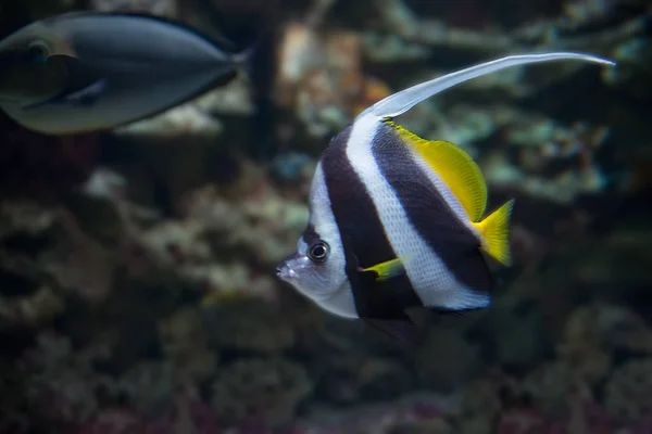 Moorish Idol ,Zanclus cornutus — Stock Photo, Image